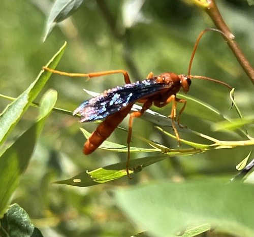 iNaturalist observation photo of Ichneumonini