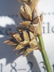 Carex tenuiflora