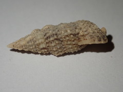 Cerithium eburneum