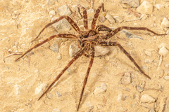 Dolomedes minor