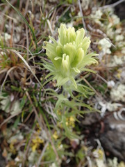 Castilleja hyperborea