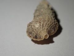 Cerithium eburneum