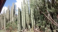 Lophocereus marginatus