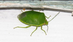 Glaucias