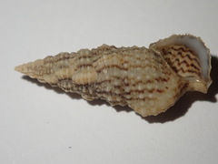 Cerithium eburneum
