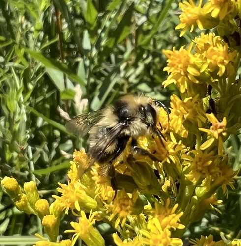 iNaturalist observation photo of Pyrobombus