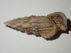 Cerithium eburneum