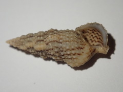 Cerithium eburneum