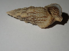 Cerithium eburneum