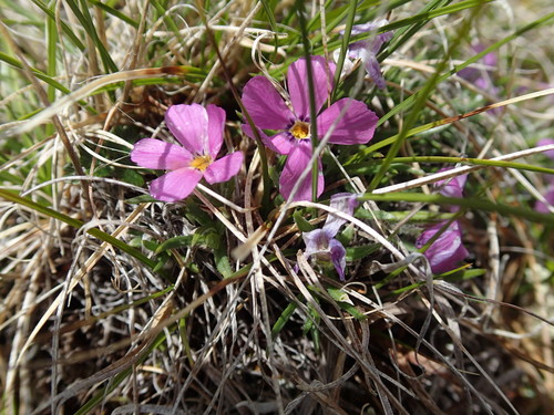 Image of Phlox richardsonii by (c) Rob Foster, some rights reserved (CC BY)