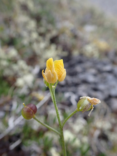 Calder's Bladderpod (Physaria calderi)