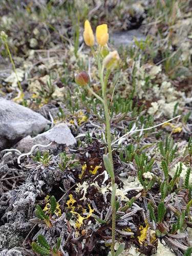 Image of Physaria calderi by (c) Rob Foster, some rights reserved (CC BY)