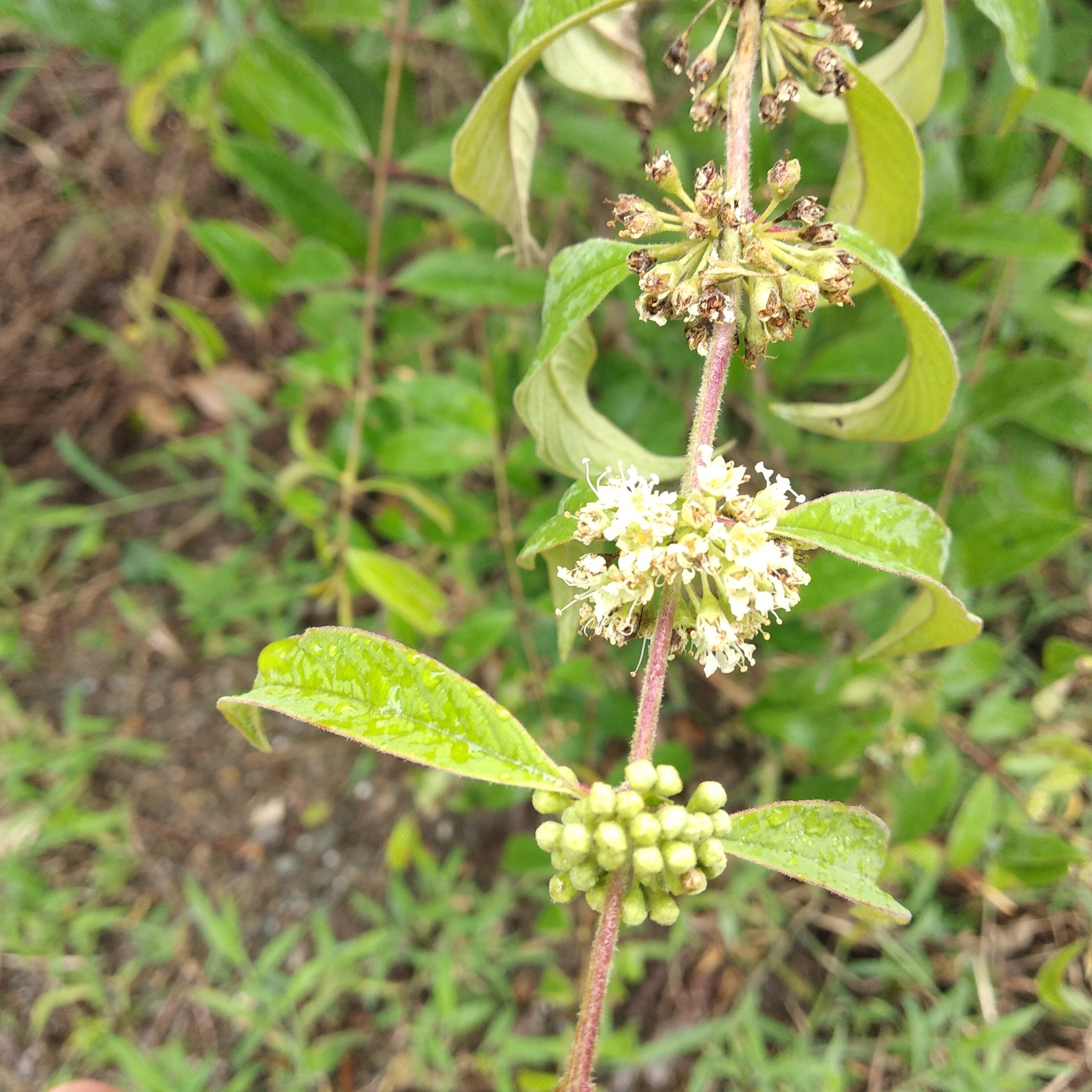 Adenaria image