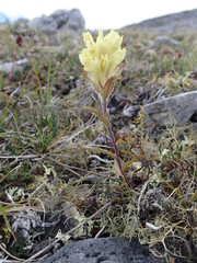 Castilleja hyperborea