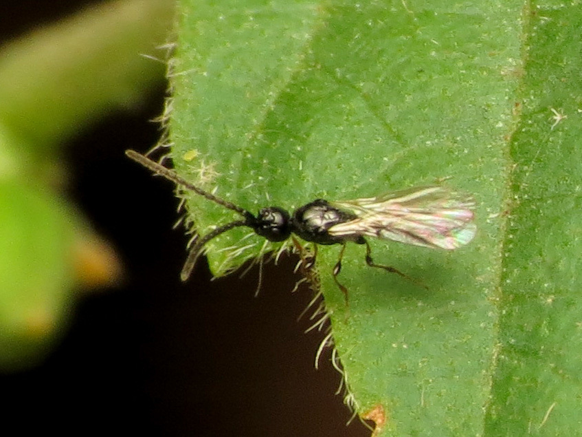 Psilini