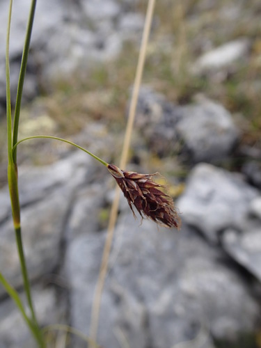 Image of Carex petricosa by (c) Rob Foster, some rights reserved (CC BY)