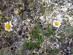 Chrysanthemum integrifolium