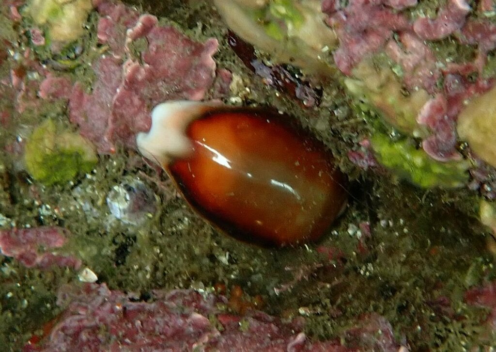 Chestnut Cowry from Mission Beach, San Diego, CA 92109, USA on August ...