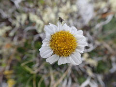 Chrysanthemum integrifolium