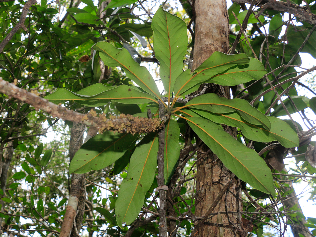 Pycnandra blanchonii