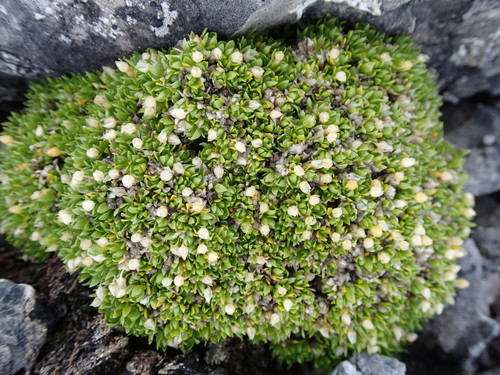 Matted Starwort (Stellaria dicranoides)