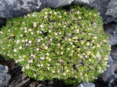 Stellaria dicranoides