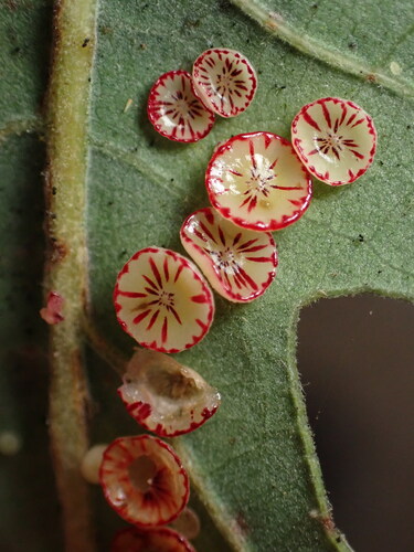 Disc Gall Wasp photo 4