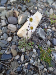 Erigeron humilis