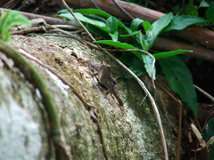 Anolis spilorhipis