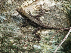 Anolis spilorhipis