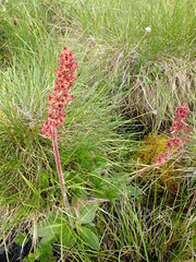 Micranthes hieraciifolia