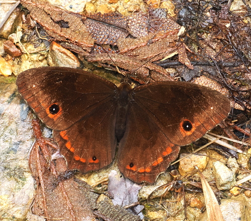 Praepronophila petronius
