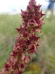 Micranthes hieraciifolia