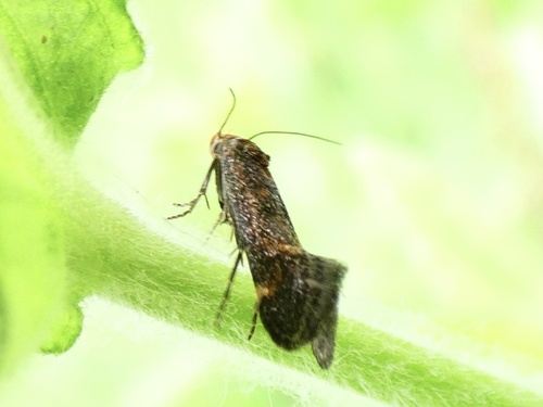 Apodia martinii