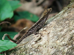 Anolis spilorhipis