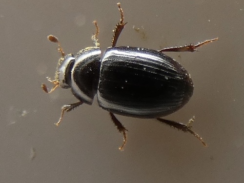 Cercyon littoralis