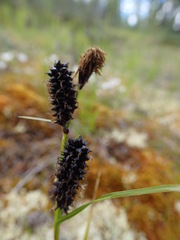 Carex membranacea