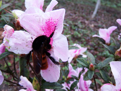 Bombus bicoloratus
