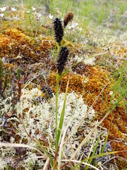 Carex membranacea