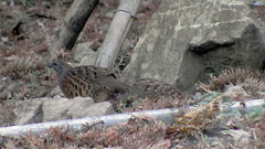 Bambusicola sonorivox