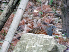 Bambusicola sonorivox
