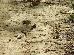 Myscelia cyaniris cyaniris