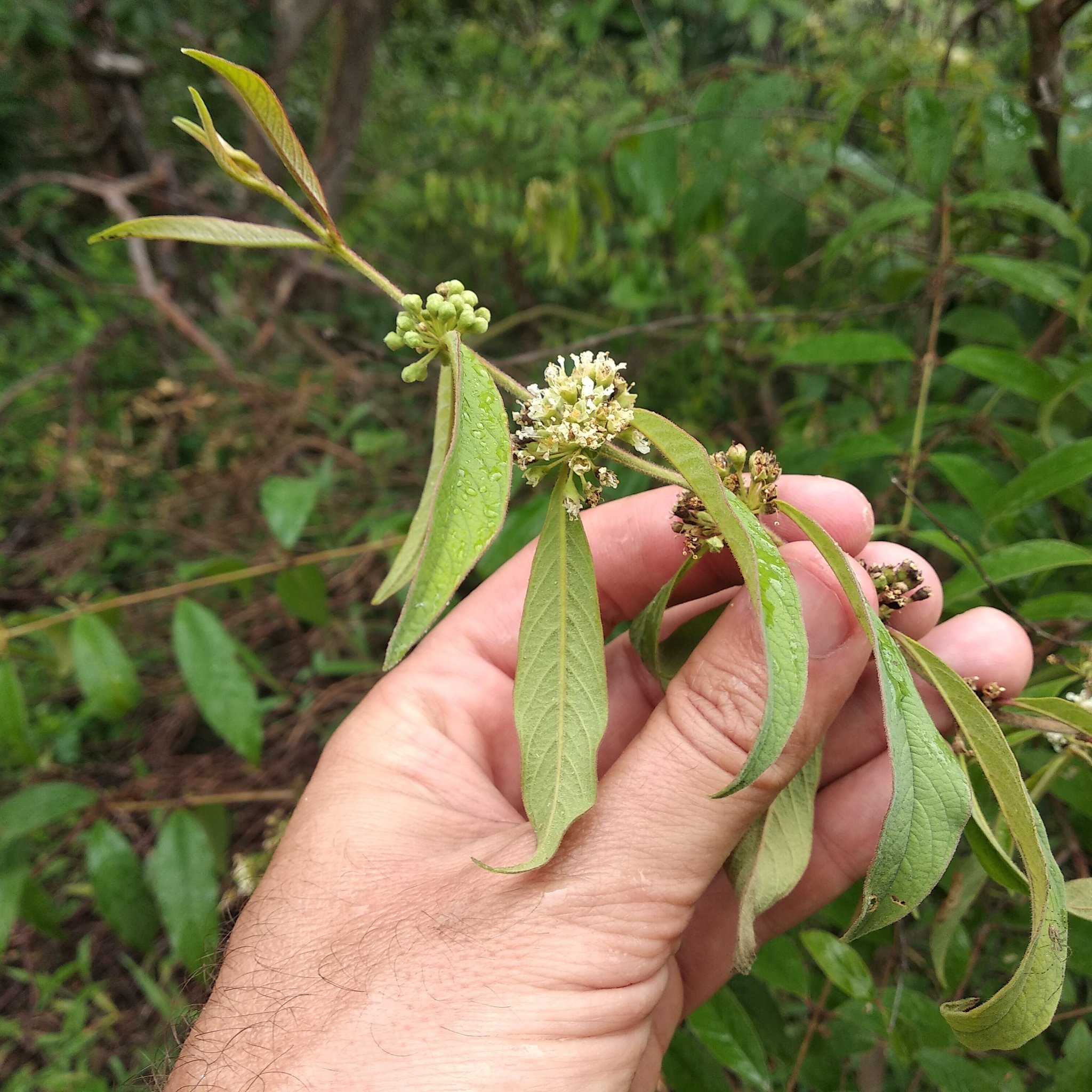 Adenaria floribunda image