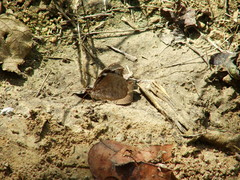 Myscelia cyaniris cyaniris