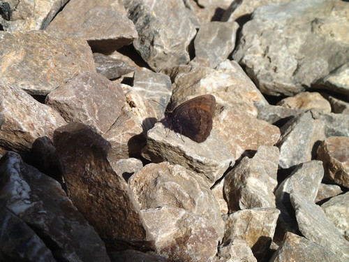 Banded Alpine