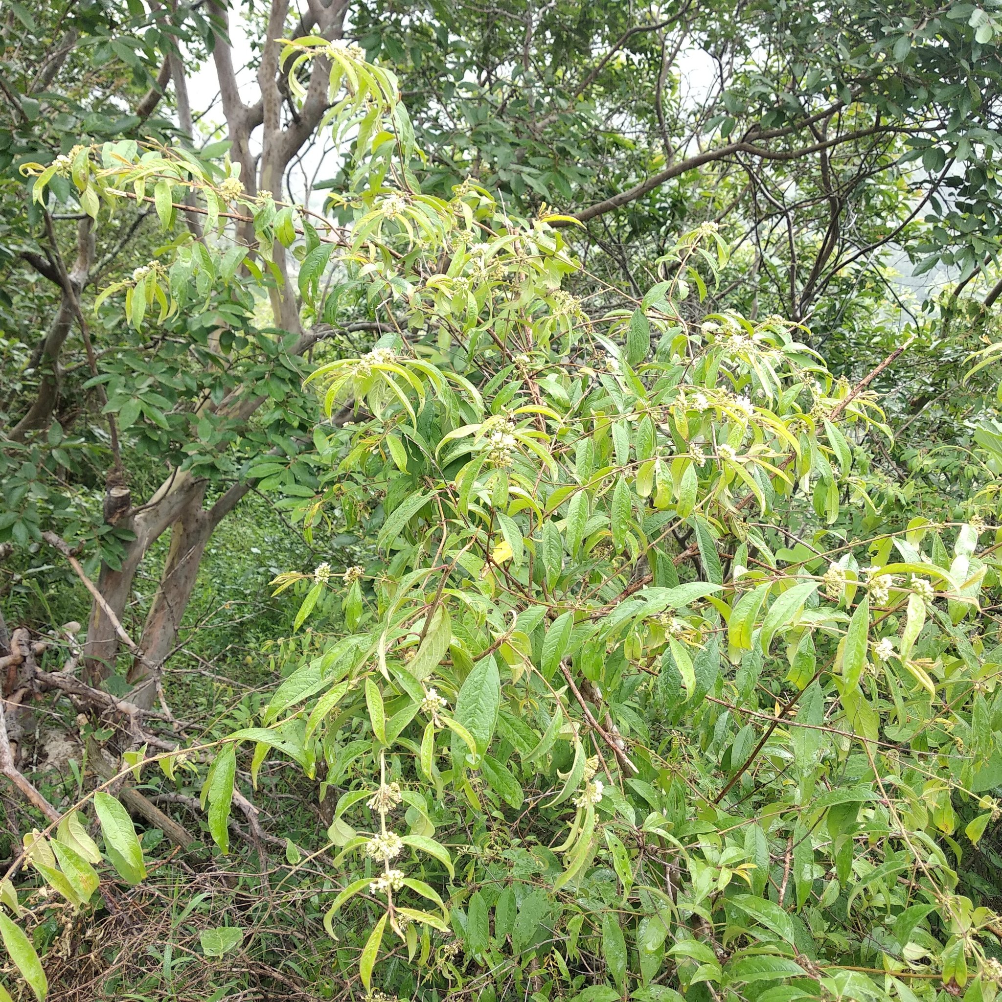 Adenaria floribunda image