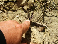 Myscelia cyaniris cyaniris