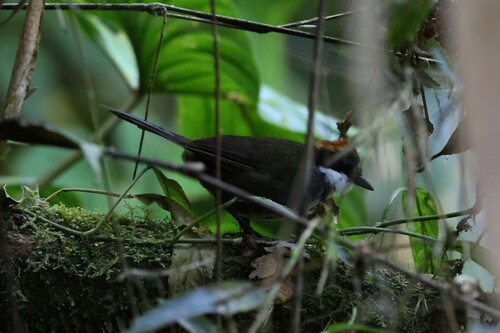 Chestnut-capped Brushfinch (Arremon brunneinucha), photo 7