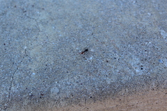 Myrmecocystus mimicus