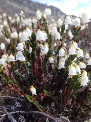 Cassiope tetragona tetragona